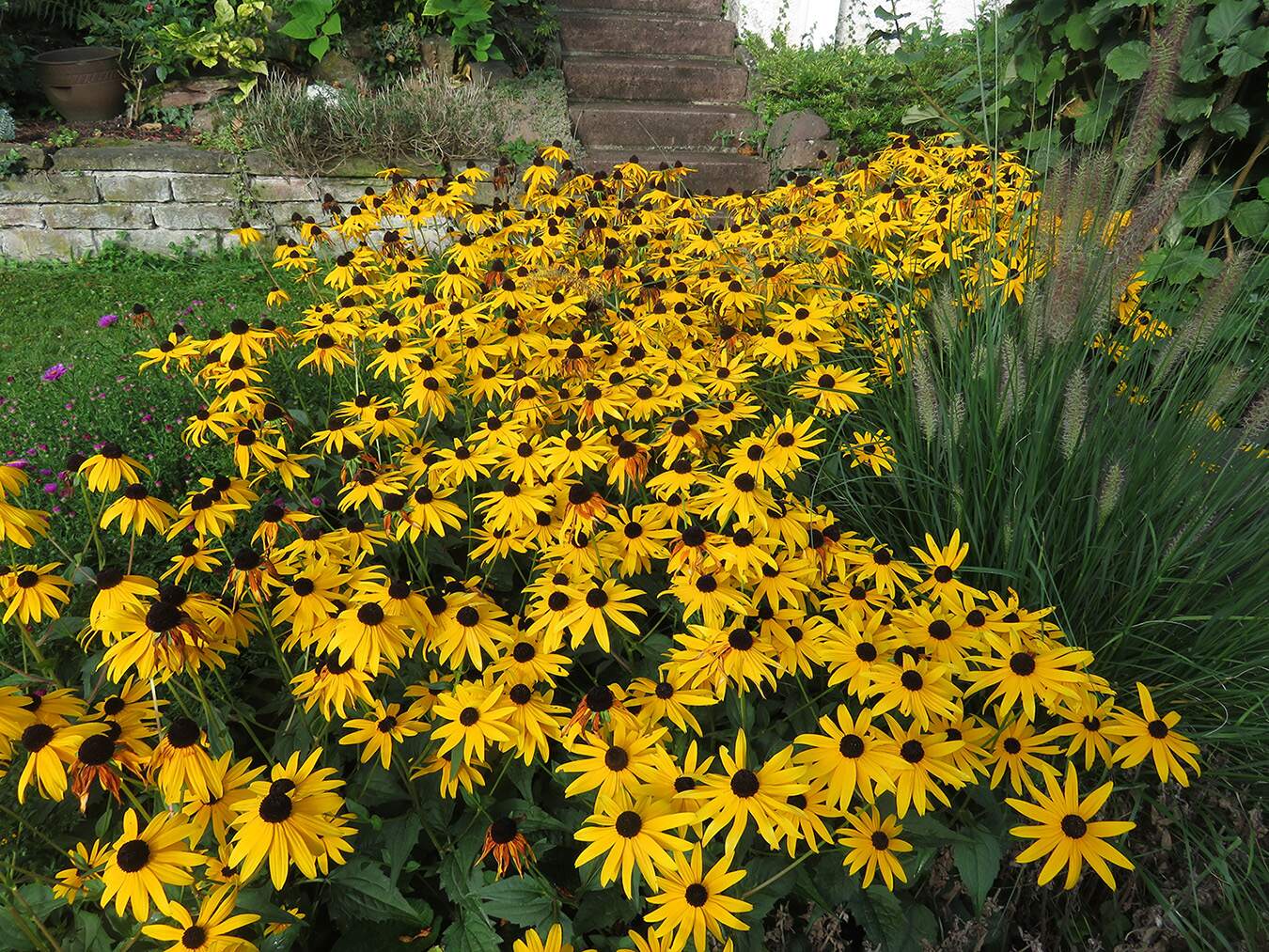 Wohlfühlen im eigenen Garten – Hönes und Müller GmbH macht es möglich! Rufen Sie uns an: 0 70 44 / 79 63 Blühender Lavender auf einer Erhöhung.